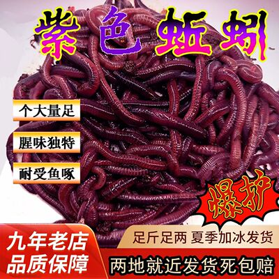紫色蚯蚓特大号一斤盒装包鲜活鲫鱼罗非鲢鳙野钓黑坑钓鱼活鱼饵料