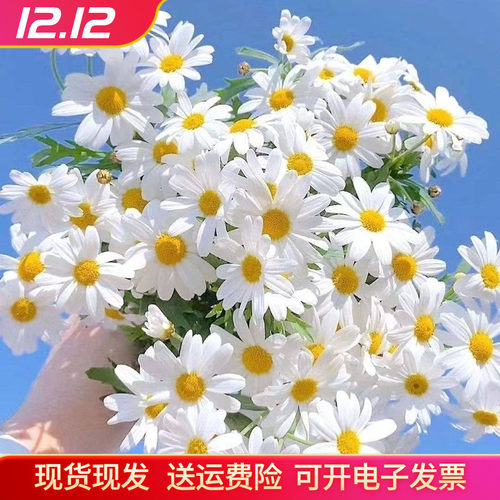 仿真花荷兰菊小雏菊洋甘菊花束