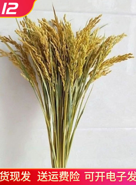 干花天然风干真花稻穗大麦真稻子装饰摆件造布景丰收拍照摄影道具