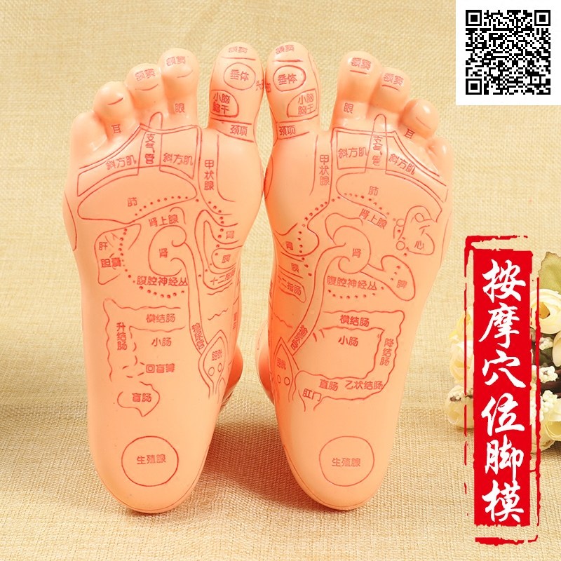 伟叶足部反射区模型脚模 中医足疗经络穴位模型按摩足模型高清版