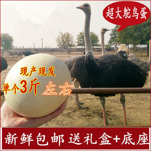 新品 中国大陆鸵鸟蛋食用营养丰富自产自销春节八月十五节日送礼
