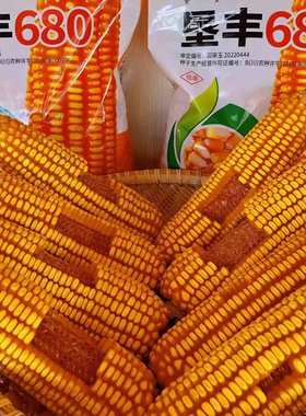 西南春玉米垦丰680玉米种子穗轴红色籽粒黄色适宜中高海拔种植