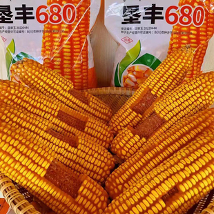 西南春玉米垦丰680玉米种子穗轴红色籽粒黄色适宜中高海拔种植