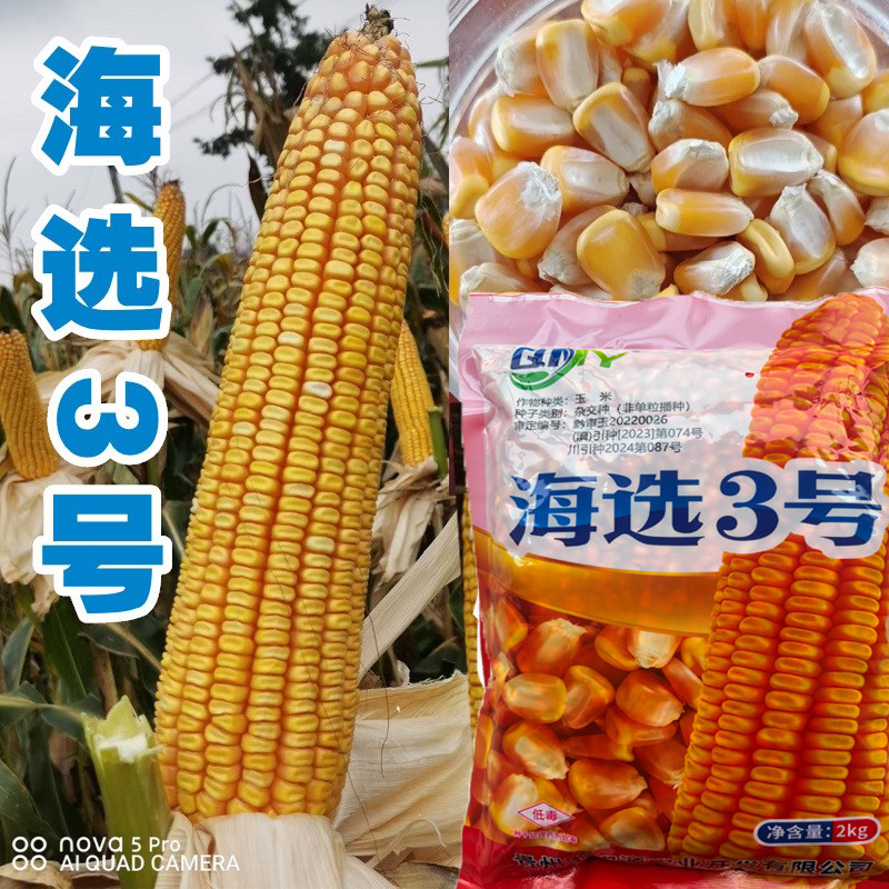 云南贵州中高海拔玉米种子海选3号玉米种子深马齿型大棒子2公斤装