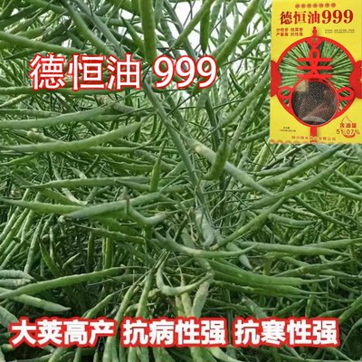 德恒油999油菜种子高产出油多新品种矮杆耐寒抗倒早熟油菜种子