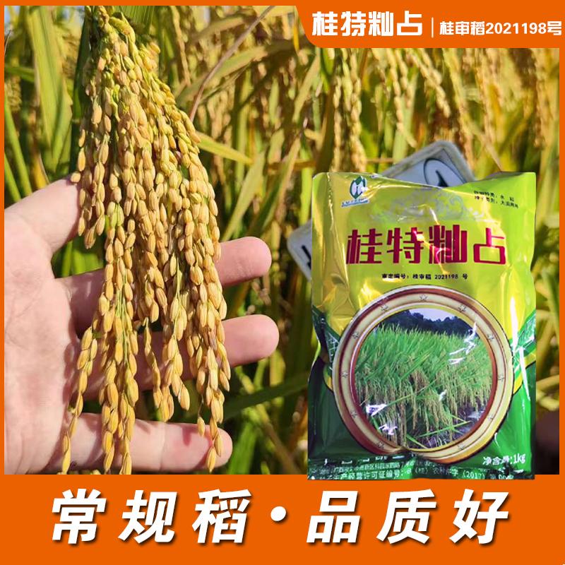 广东珍桂矮水稻种子肠粉稻常规稻种子桂特籼占圆粒型米粉稻桂潮米