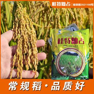 广东珍桂矮水稻种子肠粉稻常规稻种子桂特籼占圆粒型米粉稻桂潮米