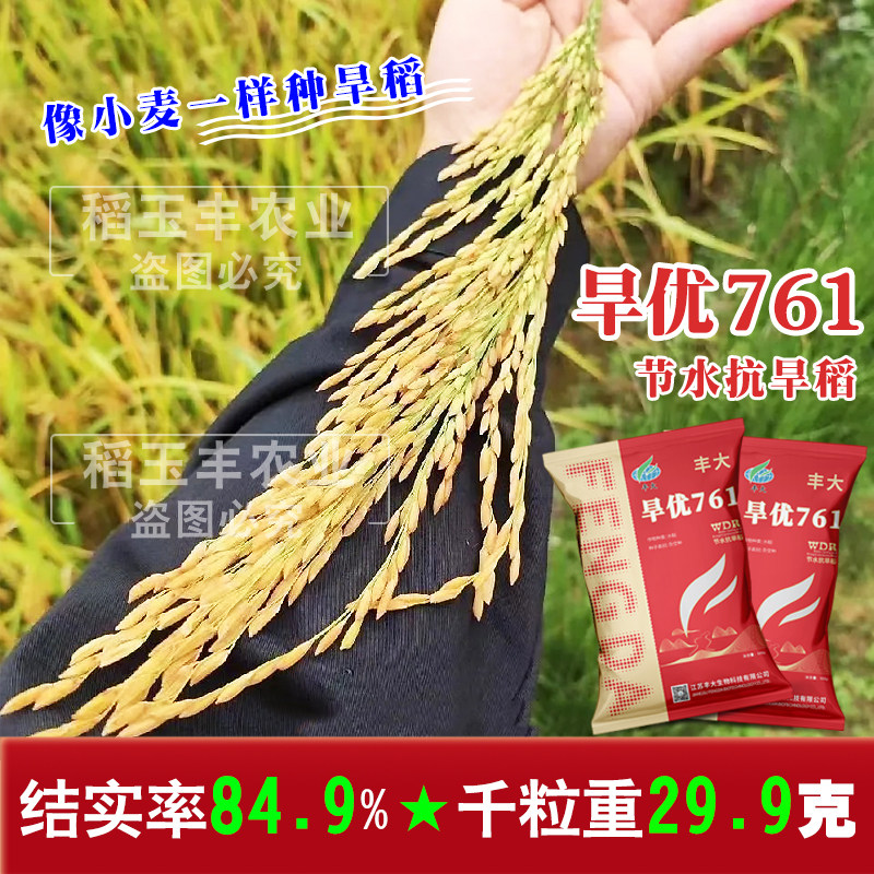旱优761 旱稻种子水稻种子杂交水稻种子水旱两用节水抗旱稻