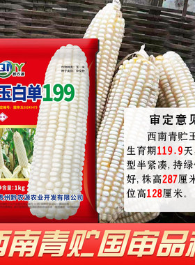 大棒硬粒白玉米种子国审玉米