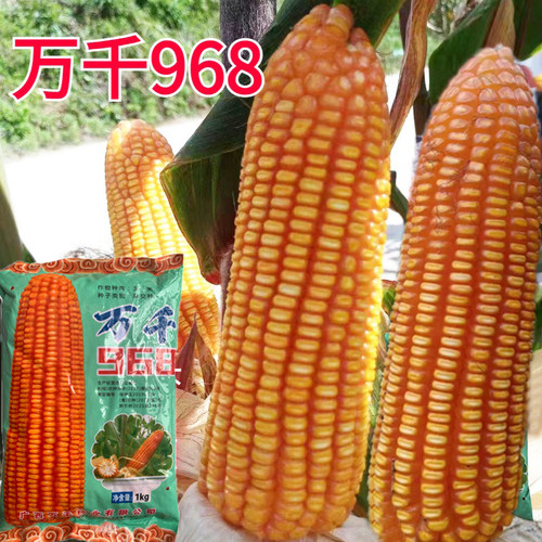 原装广西包谷种子万千968玉米种适合广西广东云南贵州种植1kg/袋
