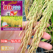 浓香型国标一级香米馨优399水稻种子口感软糯矮杆抗倒长粒猫牙米