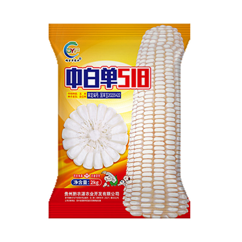 高产杂交白玉米种子中白单518适合云贵川中高海拔1000-2200种植