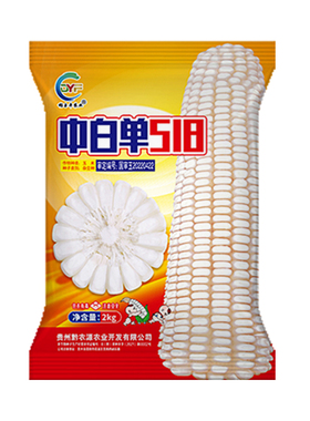 高产杂交白玉米种子中白单518适合云贵川中高海拔1000-2200种植