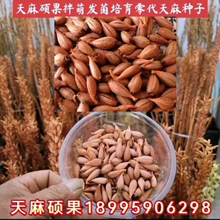 天麻蒴果培育有性繁殖天麻零代种子新货现摘现发