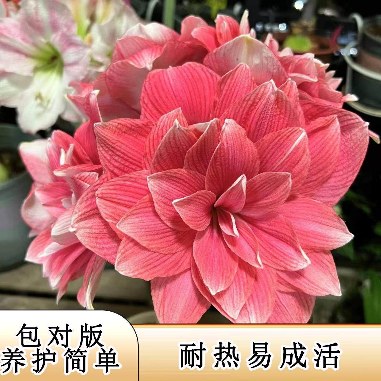 双梦重瓣朱顶红种球阿弗蕾好养活耐热朱顶红花苗大种球花盆栽植物