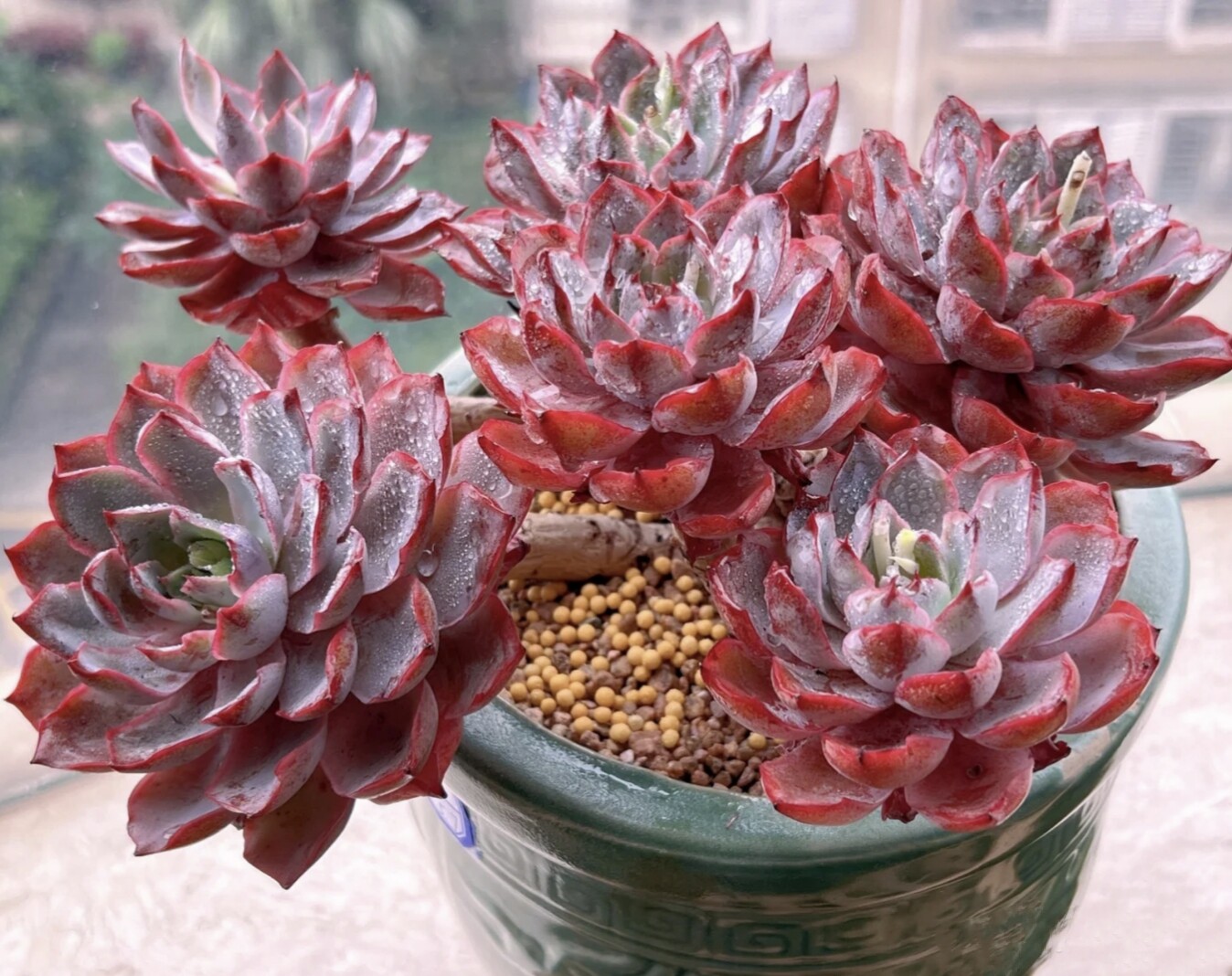 多肉植物赫拉老桩一物一拍多头大群生手捧花新手皮实好养贵货品种