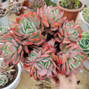 花田篱下多肉植物一物一拍多肉群生老桩特价清棚孤品处理捡漏