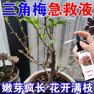 开爆盆】三角梅专用肥家用盆栽花肥四季开花促花绿叶营养液免稀释