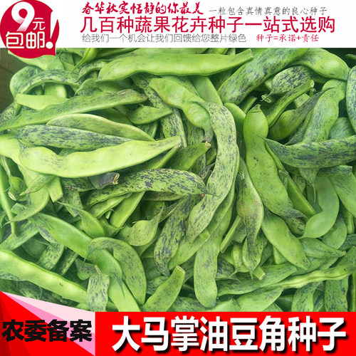 大宽东北油豆角开锅烂散装种子