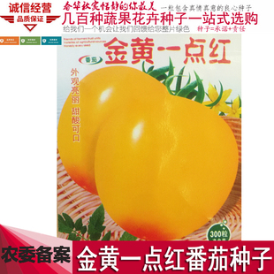 金黄一点红番茄种子阳台庭院盆栽食用蔬菜种籽瓜果种子大黄西红柿