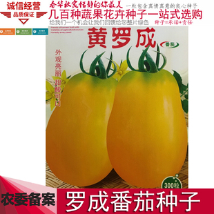 五彩罗成种子红绿红黄罗成小大番茄盆栽水果瓜果四季播种蔬菜种孑