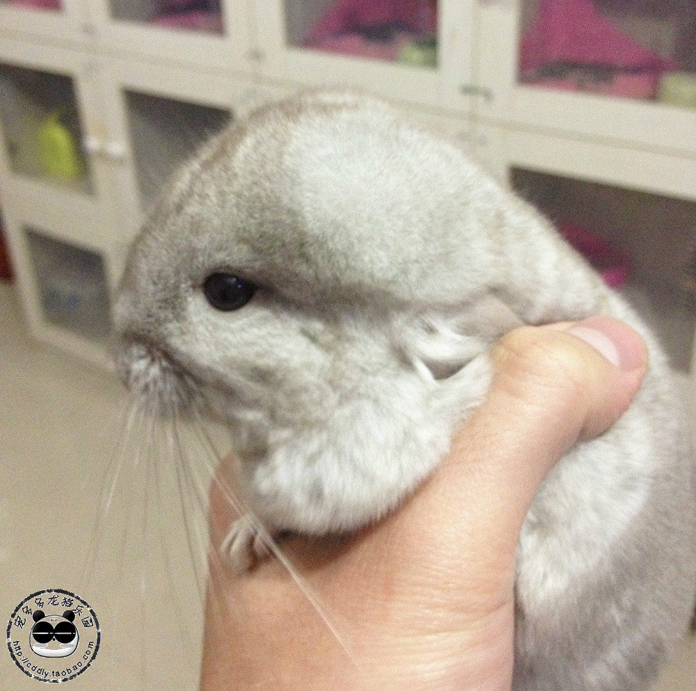 宠多多龙猫乐园 重庆龙猫活体实体店 米色mm 视频选猫 展示已卖