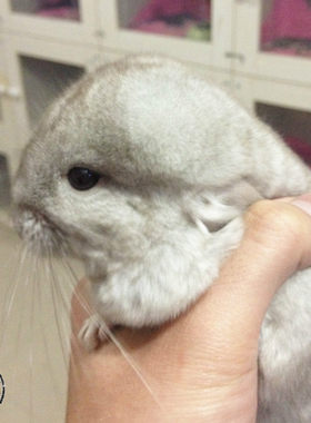 宠多多乐园重庆龙猫活体实体店