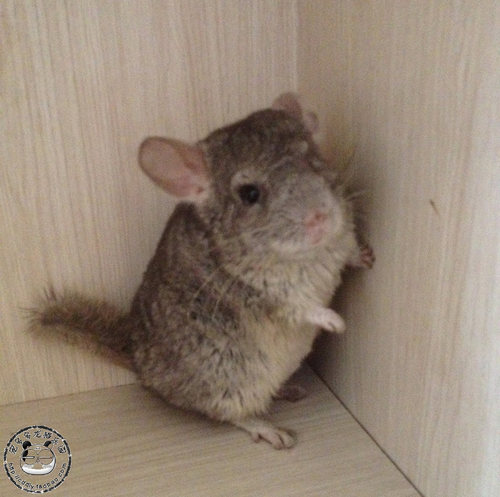 宠多多乐园重庆龙猫活体实体店