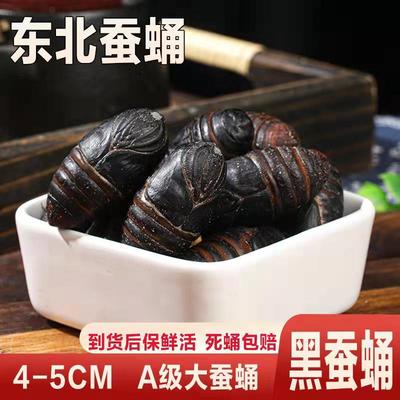 东北特产野生500G2斤大蚕蛹