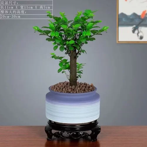 禅意盆栽好养绿植室内微古茶常青小叶紫檀桌面四季盆景苔藓黑