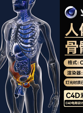 C4D工程三维素材OC渲染人体骨骼结构盆骨生殖器模型带材质灯光