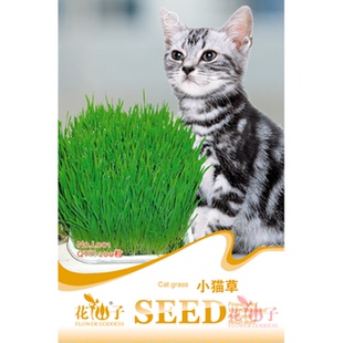 花儿朵朵花仙子小猫草小包装种子室内室外阳台易种易活
