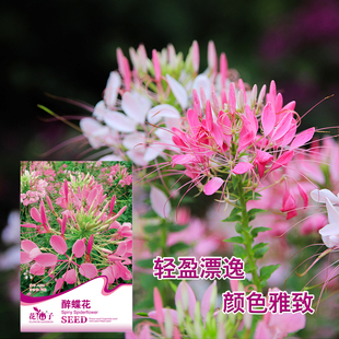 花儿朵朵花仙子醉蝶花凤蝶草紫龙须蜘蛛花花种子阳台花海易种易活