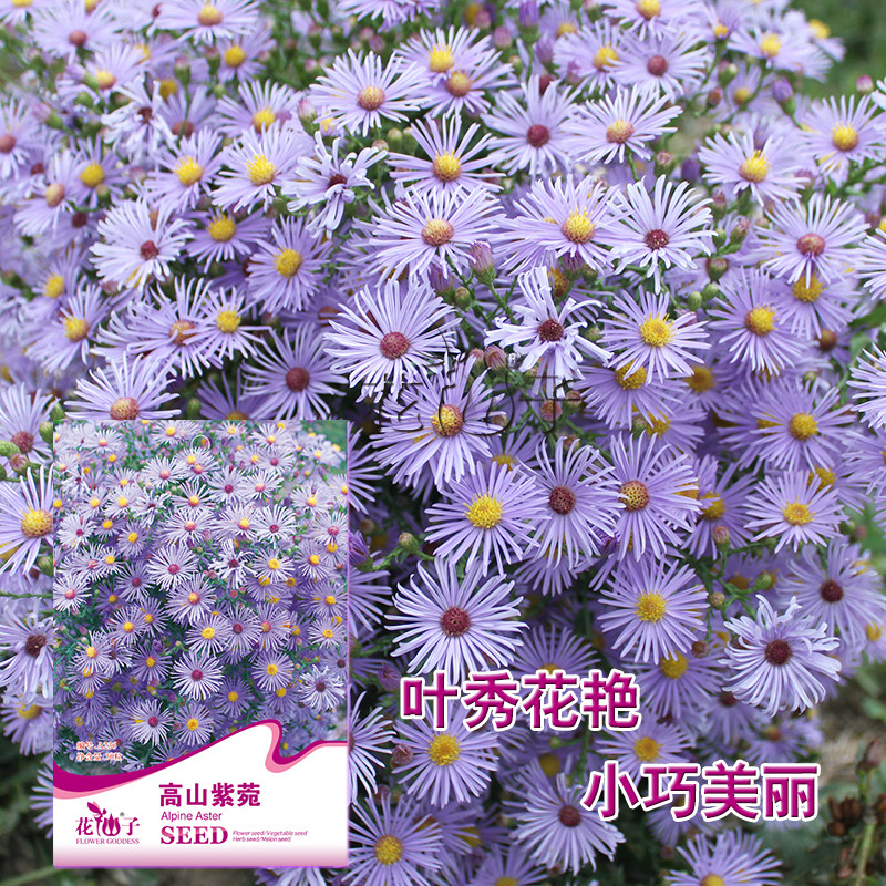 花儿朵朵花仙子高山紫莞花种子四季室内室外阳台易种易活