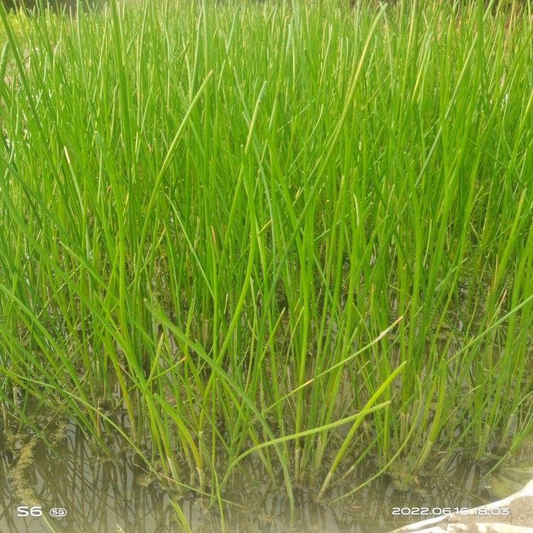 正宗马蹄种苗 精选荸荠苗大面积种植 高产水果马蹄小苗盆栽