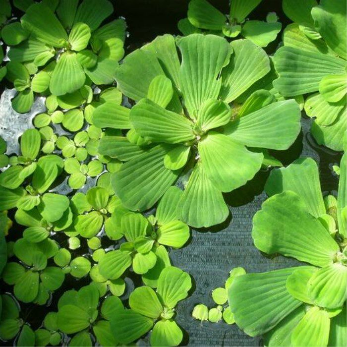 水芙蓉苹果萍红毛丹不加温浮性水草室外鱼池水生植物鱼缸净化水质
