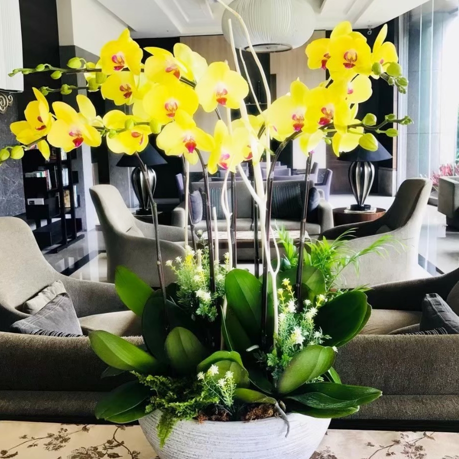 开花蝴蝶兰落地盆景開幕開業升官喜慶生日喬遷同城台灣花店直发