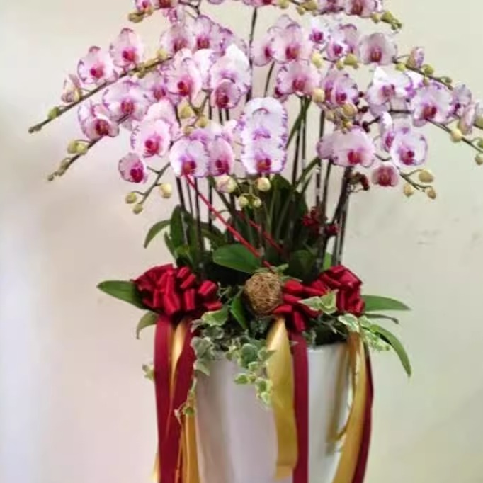 开花蝴蝶兰落地盆景開幕開業升官喜慶生日喬遷同城台灣花店直发