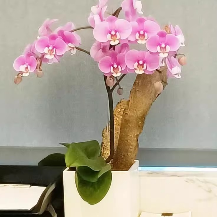 开花蝴蝶兰桌上盆景開幕升官祝福喜慶生日喬遷同城台灣花店直发