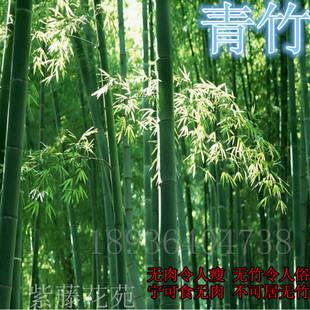 紫竹苗 金镶玉竹苗 青竹 罗汉竹子苗 黄金竹 庭院围墙 观赏竹子苗