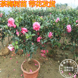 茶梅花树苗盆栽四季开花庭院老桩球型植物花卉冬季带花苞四季常青