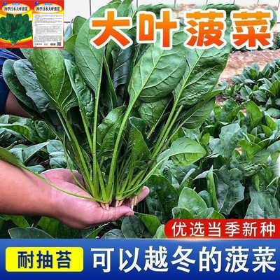 越冬菠菜种子速生大叶高产籽种耐热耐寒种籽四季播秋冬季蔬菜种子