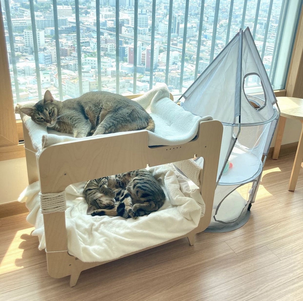 猫咪二胎计划实木床大号双层上下