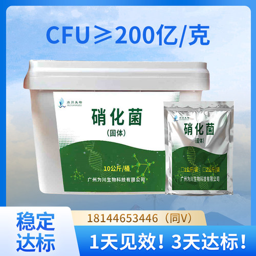 为川污水处理菌种氨氮去除硝化菌