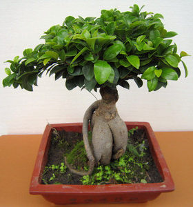 榕树盆景绿植盆栽花卉室内除甲醛