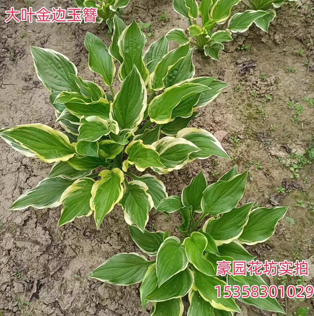 金边玉簪花苗耐阴耐寒植物多年生宿根观叶绿植青叶玉簪花叶玉簪