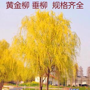 垂柳树苗黄金柳青柳直柳树苗金丝垂柳公园绿化行道树风景树苗柳树