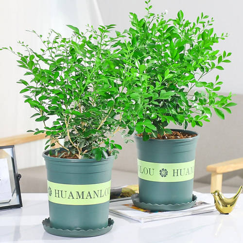九里香开花不断客厅驱蚊植物包邮