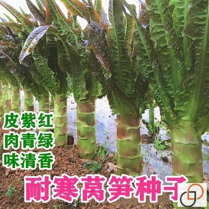 香丝红莴笋种子莴苣紫绿秋冬栽培耐低温香笋口感嫩脆四季春夏秋