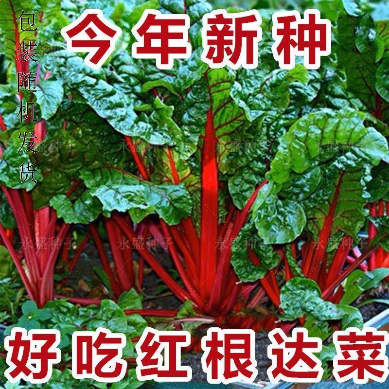 摘了又长】红根达菜甜叶菜种子补血根达菜种子红甜菜种子大全四季